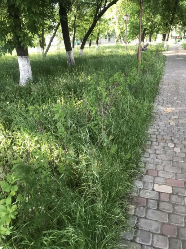 Улица Дзержинского. Трава по пояс. На клумбе ни одного цветочка . Зачем спрашивается вырубали сквер .