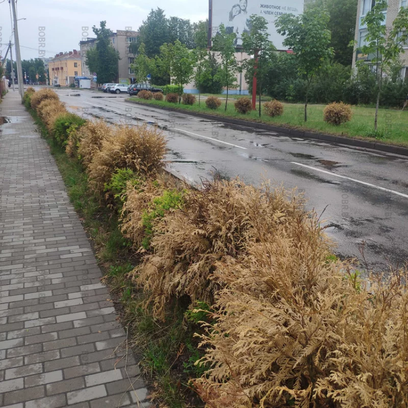Когда была жара, кусты не поливали и они засохли. КС зеленхоз вроде бы должен за этим следить?