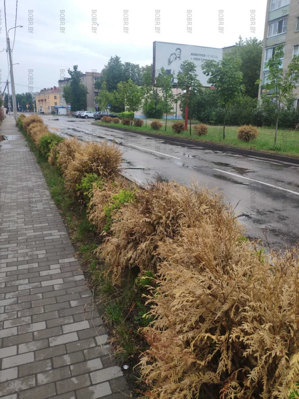 Когда была жара, кусты не поливали и они засохли. КС зеленхоз вроде бы должен за этим следить?