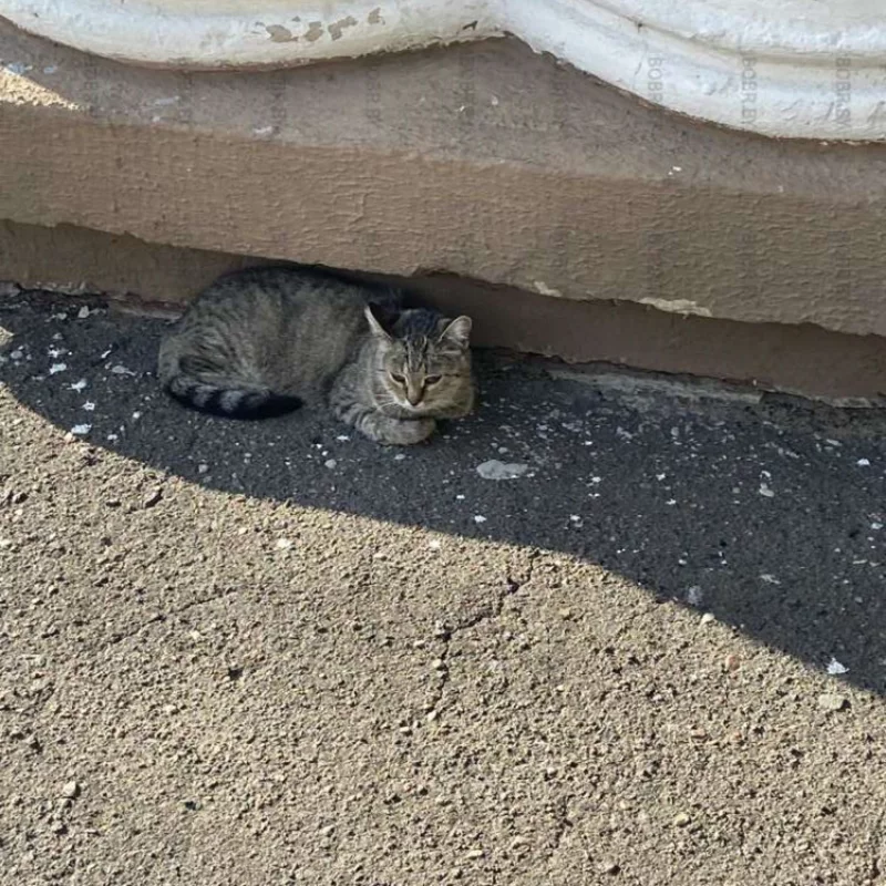 Котики - украшение города 