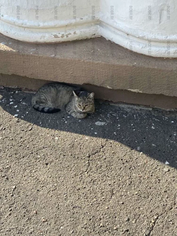 Котики - украшение города 