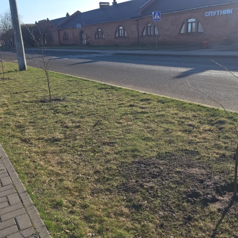 Новые деревья напротив Спутника