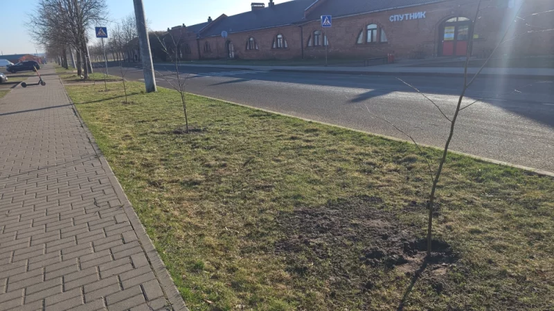 Новые деревья напротив Спутника