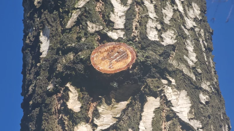 Со спилов сучьев берёзы капает сок