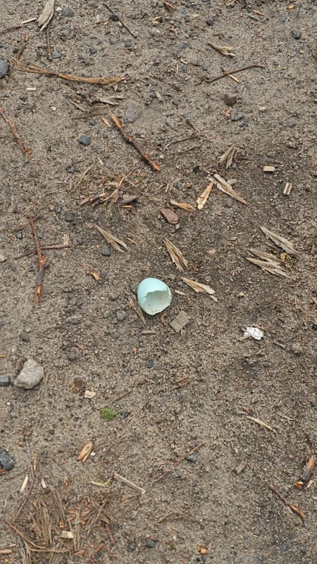 Кто-то вылупился