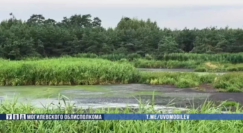 Более 3 тонн незаконных посевов конопли уничтожили бобруйские правоохранители