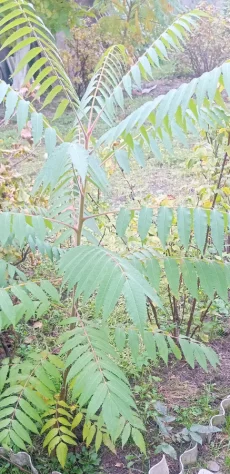 Сумах