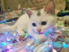 Маленький котенок ищет заботливую семью