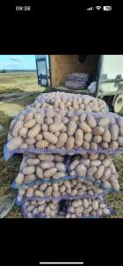 Картофель