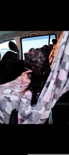 Девочка щенок