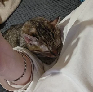 Котёнок. Девочка