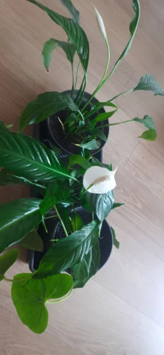 Комнатное растение- Спатифиллум