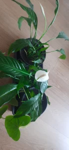 Комнатное растение- Спатифиллум
