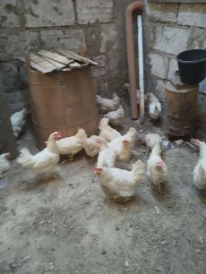 Куры несушки