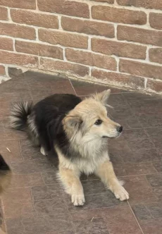 Собачки, щенки в хорошие руки