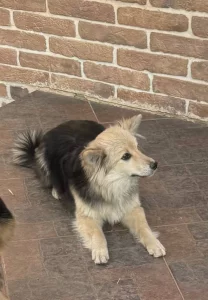 Собачки, щенки в хорошие руки