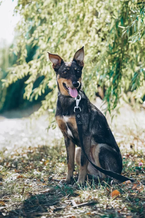 Нежная Пиппи