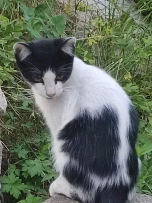 Котёнок 4 месяца