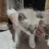 Отдам котят в хорошие руки
