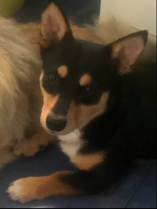 Пропала собака