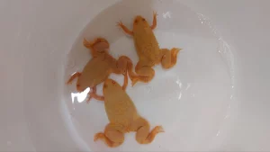 Шпорцевая лягушка