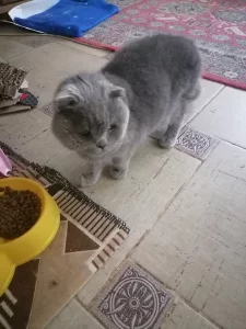 Найден кот/кошка