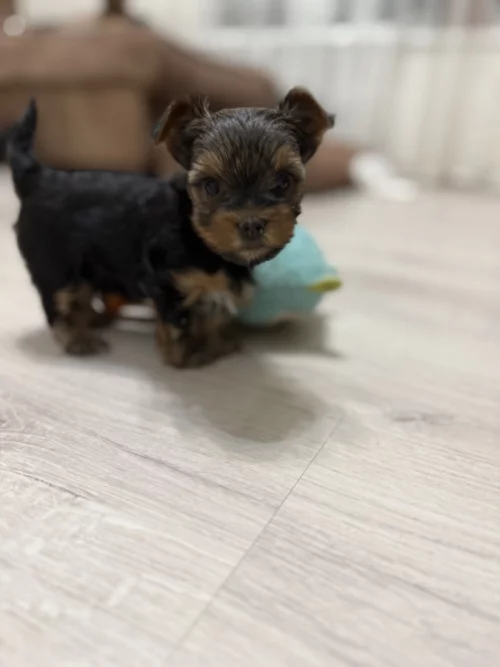 Щенки йоркширского терьера