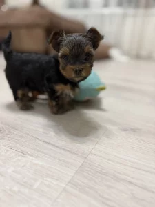 Щенки йоркширского терьера