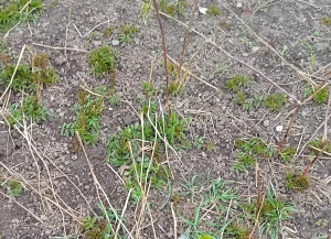 Саженцы ежемалины