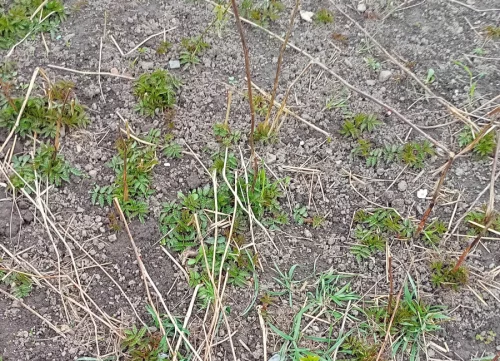 Саженцы ежемалины