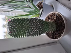 Кактус