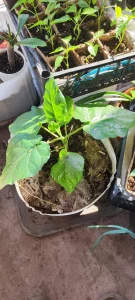 Томатное дерево