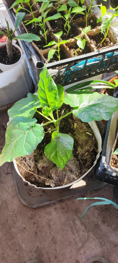 Томатное дерево