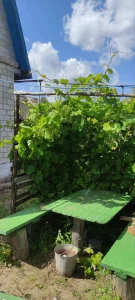 Благоустроенная дача в с.т. Ясень Каменка