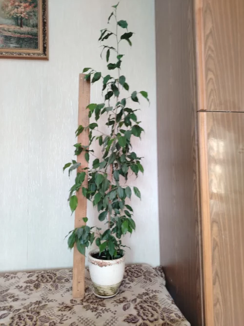 Цветок комнатный «Гибискус»