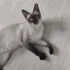 Кошка породы той боб