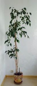 Фикус бенджамина с горшком