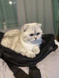 Потерялся кот