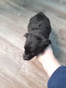 Отдам щенков в хорошие руки!