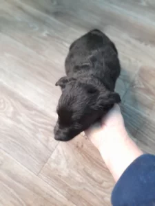 Отдам щенков в хорошие руки!