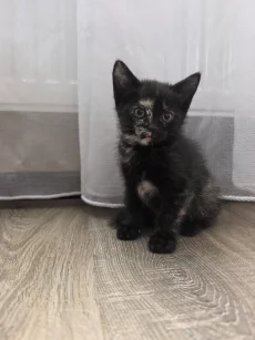 Котята шотландцы