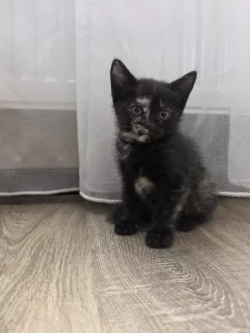 Котята шотландцы