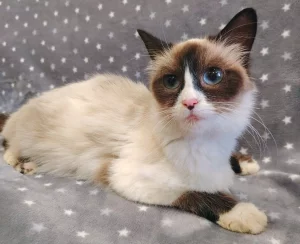 Кошечка ищет дом