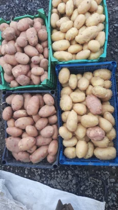 Картофель