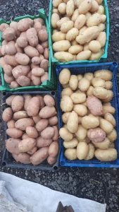 Картофель