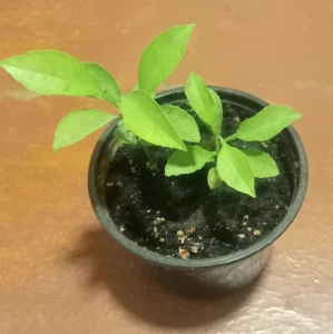 Саженцы лимона