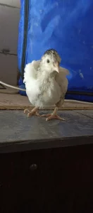 Месячных цыплят смешанных мясояичных пород