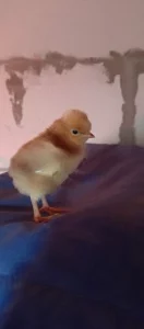 Суточных цыплят