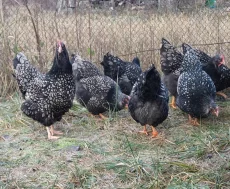 Инкубационное яйцо кур породы Барневельдер серебро