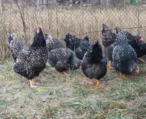 Инкубационное яйцо кур породы Барневельдер серебро